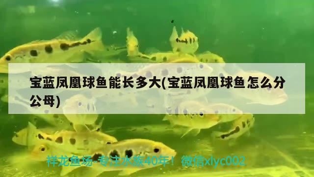 寶藍鳳凰球魚能長多大(寶藍鳳凰球魚怎么分公母) 新加坡號半紅龍魚（練手級紅龍魚）