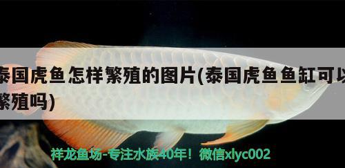 泰國虎魚怎樣繁殖的圖片(泰國虎魚魚缸可以繁殖嗎) 虎魚百科