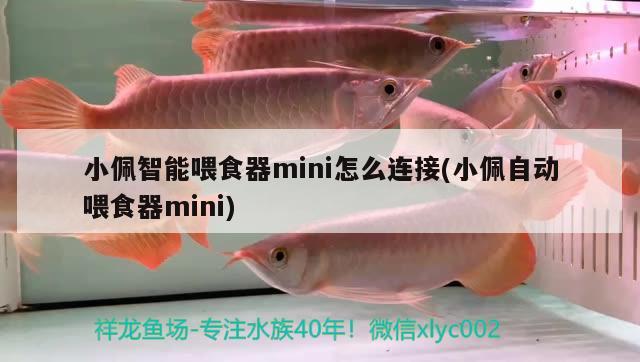 小佩智能喂食器mini怎么連接(小佩自動(dòng)喂食器mini) 喂食器