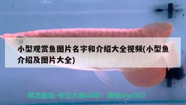 小型觀賞魚圖片名字和介紹大全視頻(小型魚介紹及圖片大全)