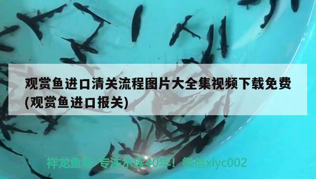 觀賞魚(yú)進(jìn)口清關(guān)流程圖片大全集視頻下載免費(fèi)(觀賞魚(yú)進(jìn)口報(bào)關(guān)) 觀賞魚(yú)進(jìn)出口