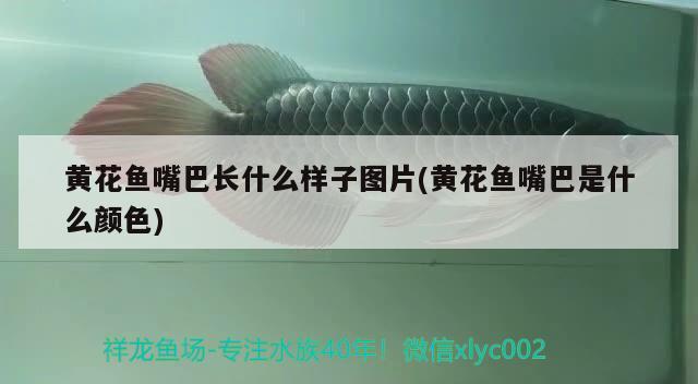 黃花魚嘴巴長什么樣子圖片(黃花魚嘴巴是什么顏色) 白子銀版魚