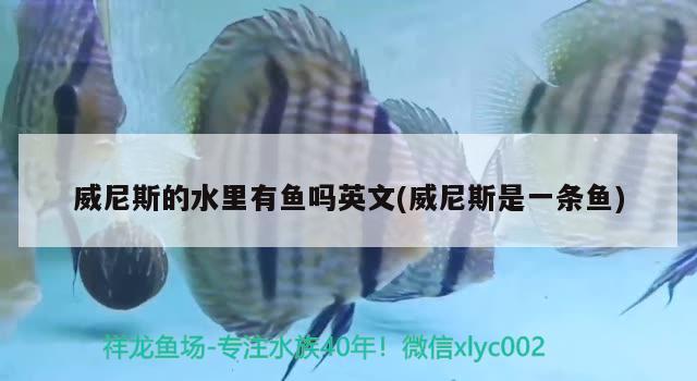 威尼斯的水里有魚嗎英文(威尼斯是一條魚) 泰龐海鰱魚