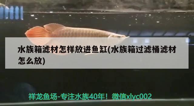 水族箱濾材怎樣放進(jìn)魚缸(水族箱過濾桶濾材怎么放) 魚缸/水族箱