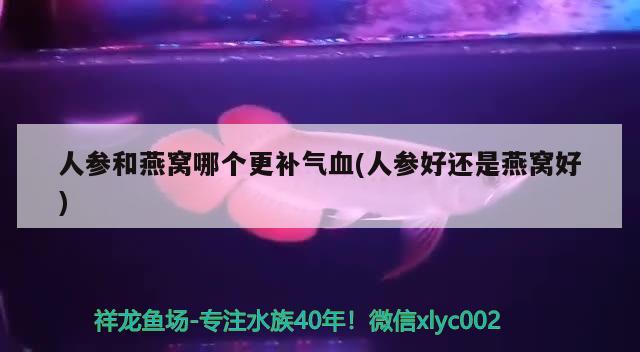 人參和燕窩哪個更補氣血(人參好還是燕窩好) 馬來西亞燕窩