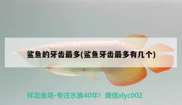 鯊魚的牙齒最多(鯊魚牙齒最多有幾個(gè)) 黃金鴨嘴魚