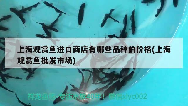 上海觀賞魚進(jìn)口商店有哪些品種的價(jià)格(上海觀賞魚批發(fā)市場) 觀賞魚進(jìn)出口