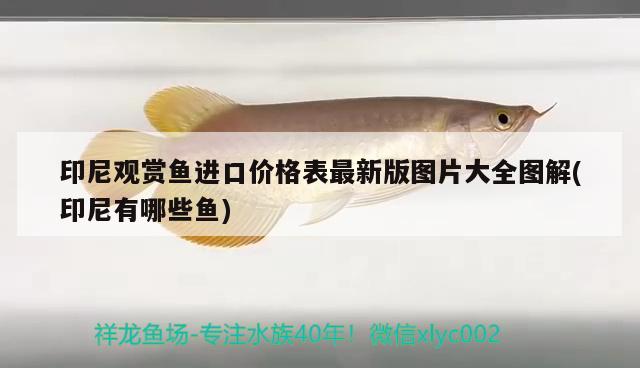 印尼觀賞魚進口價格表最新版圖片大全圖解(印尼有哪些魚) 觀賞魚進出口