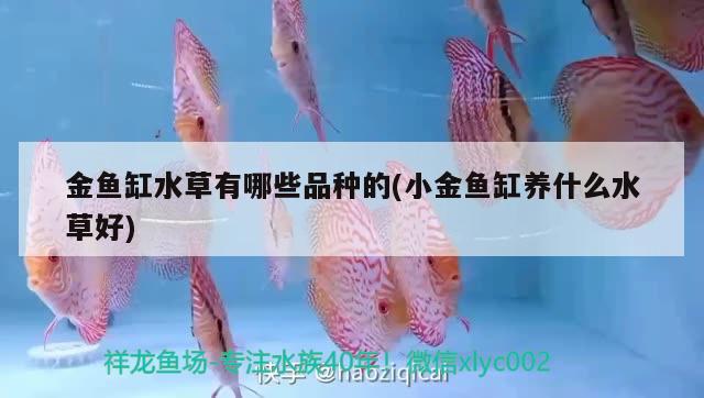 金魚缸水草有哪些品種的(小金魚缸養(yǎng)什么水草好) 水草 第2張