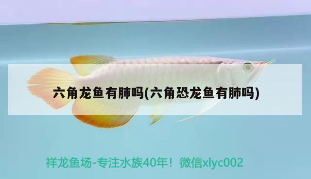 六角龍魚有肺嗎(六角恐龍魚有肺嗎) 朱巴利魚苗