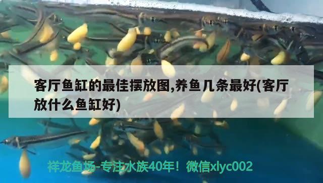 客廳魚(yú)缸的最佳擺放圖,養(yǎng)魚(yú)幾條最好(客廳放什么魚(yú)缸好)