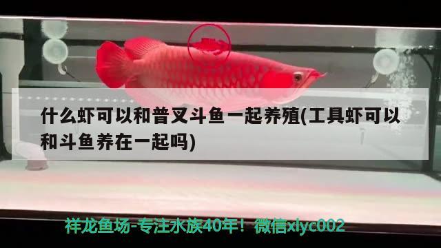 什么蝦可以和普叉斗魚一起養(yǎng)殖(工具蝦可以和斗魚養(yǎng)在一起嗎)