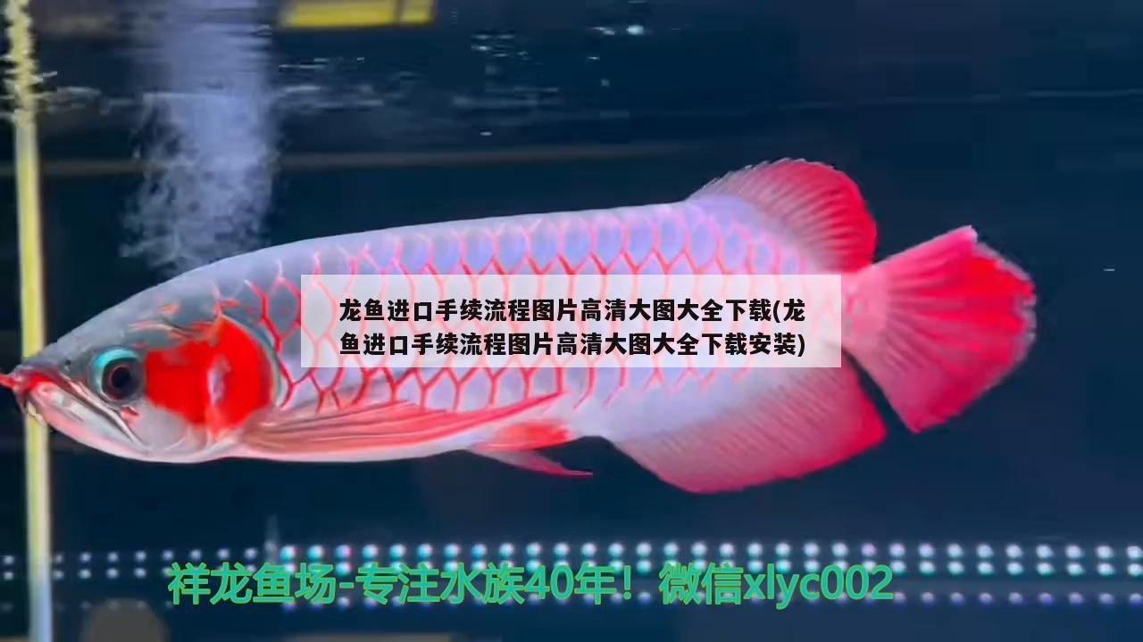 龍魚進(jìn)口手續(xù)流程圖片高清大圖大全下載(龍魚進(jìn)口手續(xù)流程圖片高清大圖大全下載安裝) 觀賞魚進(jìn)出口