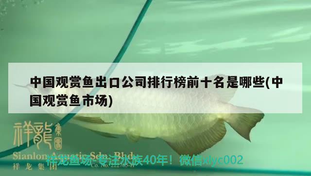 中國(guó)觀賞魚(yú)出口公司排行榜前十名是哪些(中國(guó)觀賞魚(yú)市場(chǎng)) 觀賞魚(yú)進(jìn)出口