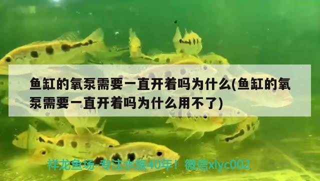 魚缸的氧泵需要一直開著嗎為什么(魚缸的氧泵需要一直開著嗎為什么用不了) 元寶鳳凰魚專用魚糧