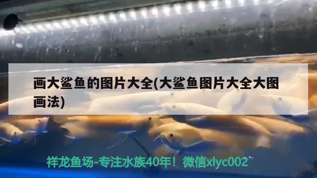 畫大鯊魚的圖片大全(大鯊魚圖片大全大圖畫法) 白子銀龍魚苗