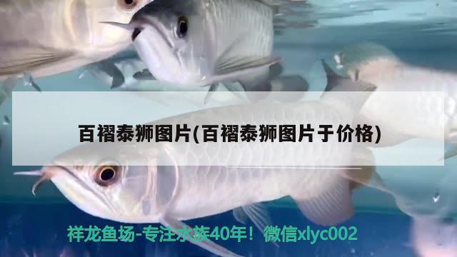 百褶泰獅圖片(百褶泰獅圖片于價格) 純血皇冠黑白魟魚