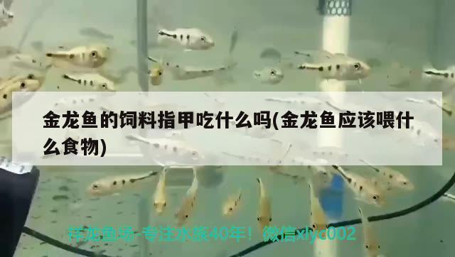 金龍魚的飼料指甲吃什么嗎(金龍魚應該喂什么食物) 金老虎魚