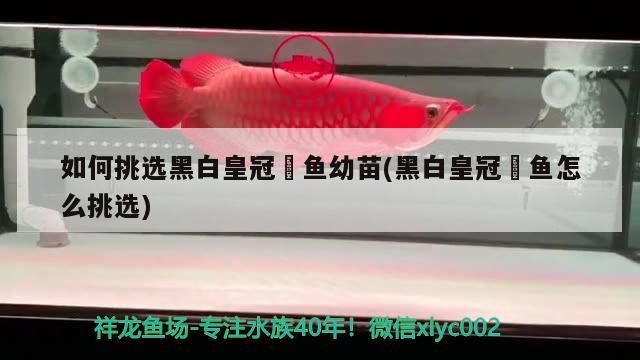 如何挑選黑白皇冠魟魚幼苗(黑白皇冠魟魚怎么挑選) 2025第29屆中國國際寵物水族展覽會(huì)CIPS（長城寵物展2025 CIPS）