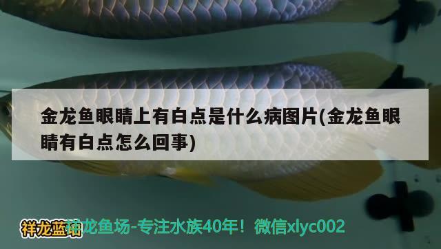 金龍魚眼睛上有白點(diǎn)是什么病圖片(金龍魚眼睛有白點(diǎn)怎么回事) 噴點(diǎn)菠蘿魚