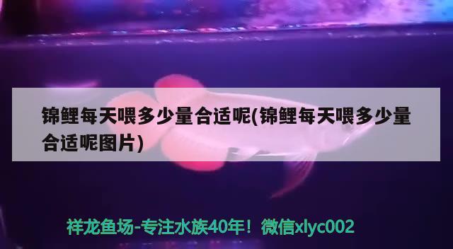 錦鯉每天喂多少量合適呢(錦鯉每天喂多少量合適呢圖片) 魚缸凈水劑