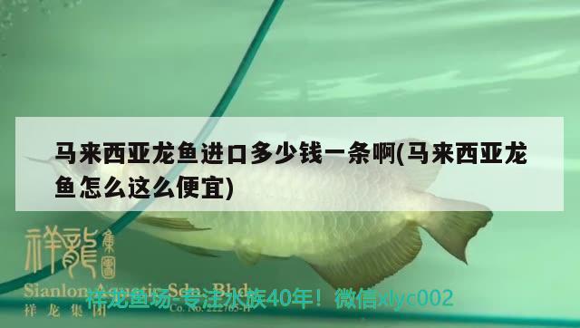 馬來西亞龍魚進(jìn)口多少錢一條啊(馬來西亞龍魚怎么這么便宜) 觀賞魚進(jìn)出口