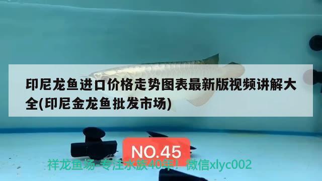 印尼龍魚(yú)進(jìn)口價(jià)格走勢(shì)圖表最新版視頻講解大全(印尼金龍魚(yú)批發(fā)市場(chǎng)) 龍魚(yú)批發(fā)