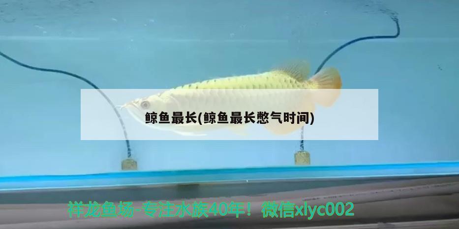 鯨魚最長(鯨魚最長憋氣時間) 白子銀龍魚苗