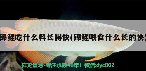 錦鯉吃什么料長得快(錦鯉喂食什么長的快) 福滿鉆魚