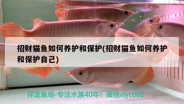 招財貓魚如何養(yǎng)護和保護(招財貓魚如何養(yǎng)護和保護自己) 祥禾Super Red紅龍魚