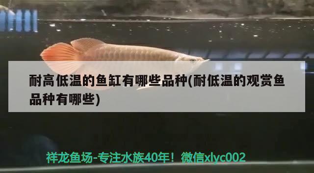 耐高低溫的魚缸有哪些品種(耐低溫的觀賞魚品種有哪些)