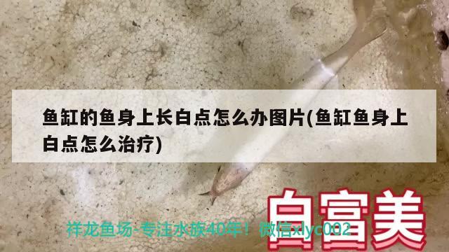 魚缸的魚身上長白點(diǎn)怎么辦圖片(魚缸魚身上白點(diǎn)怎么治療) 埃及神仙魚 第2張