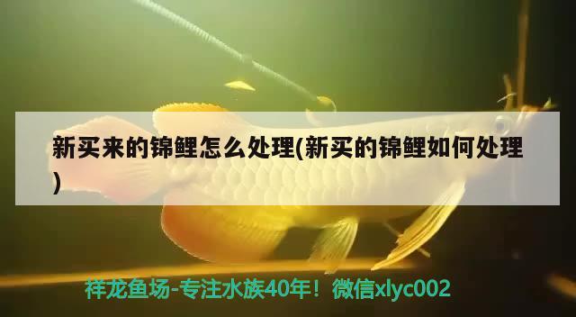 新買來的錦鯉怎么處理(新買的錦鯉如何處理) 2024第28屆中國(guó)國(guó)際寵物水族展覽會(huì)CIPS（長(zhǎng)城寵物展2024 CIPS）