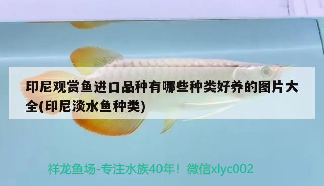 印尼觀賞魚進(jìn)口品種有哪些種類好養(yǎng)的圖片大全(印尼淡水魚種類)