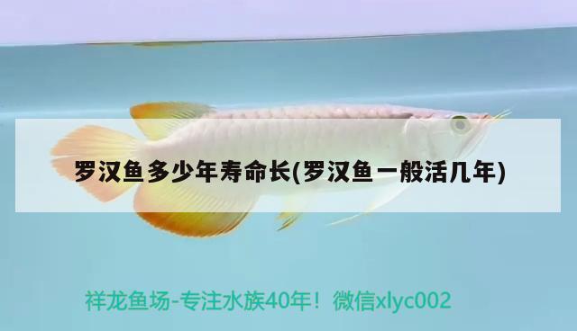 羅漢魚多少年壽命長(羅漢魚一般活幾年) 羅漢魚