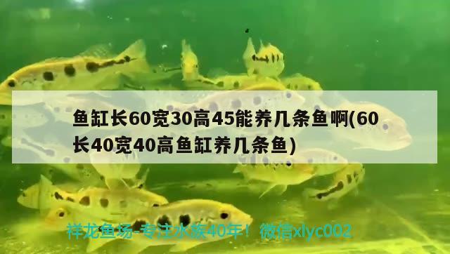 魚缸長60寬30高45能養(yǎng)幾條魚啊(60長40寬40高魚缸養(yǎng)幾條魚) 黃鰭鯧魚