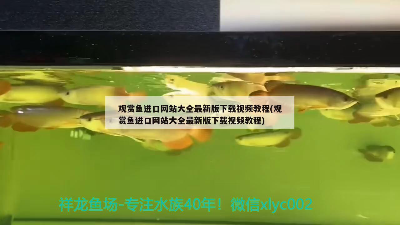 觀賞魚進口網(wǎng)站大全最新版下載視頻教程(觀賞魚進口網(wǎng)站大全最新版下載視頻教程) 觀賞魚進出口