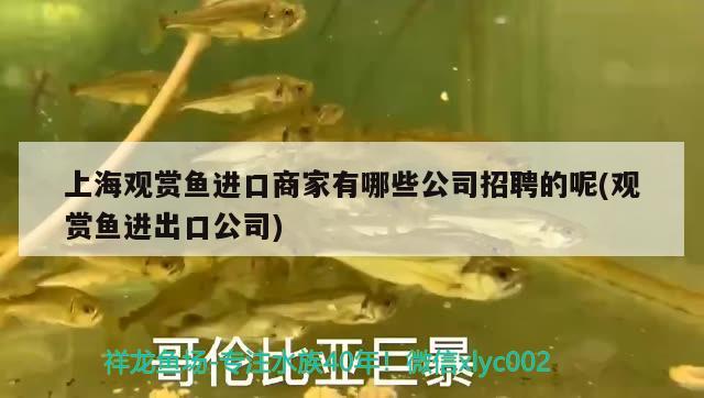 上海觀賞魚進(jìn)口商家有哪些公司招聘的呢(觀賞魚進(jìn)出口公司) 觀賞魚進(jìn)出口