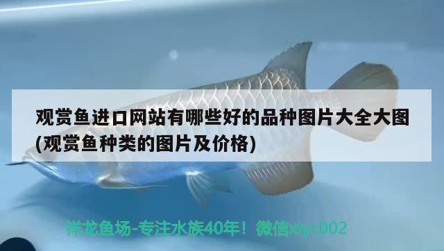 觀賞魚(yú)進(jìn)口網(wǎng)站有哪些好的品種圖片大全大圖(觀賞魚(yú)種類的圖片及價(jià)格) 觀賞魚(yú)進(jìn)出口