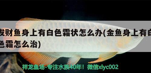 發(fā)財(cái)魚身上有白色霜狀怎么辦(金魚身上有白色霜怎么治) 虎魚魚苗