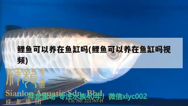 鯉魚可以養(yǎng)在魚缸嗎(鯉魚可以養(yǎng)在魚缸嗎視頻) 白子銀版魚