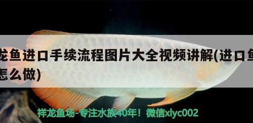 龍魚進(jìn)口手續(xù)流程圖片大全視頻講解(進(jìn)口魚怎么做)