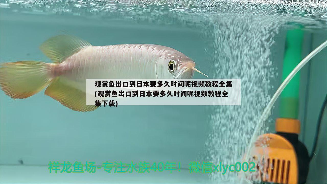 觀賞魚出口到日本要多久時(shí)間呢視頻教程全集(觀賞魚出口到日本要多久時(shí)間呢視頻教程全集下載) 觀賞魚進(jìn)出口