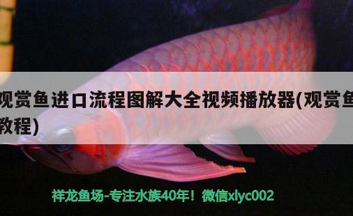 觀賞魚(yú)進(jìn)口流程圖解大全視頻播放器(觀賞魚(yú)教程) 觀賞魚(yú)進(jìn)出口