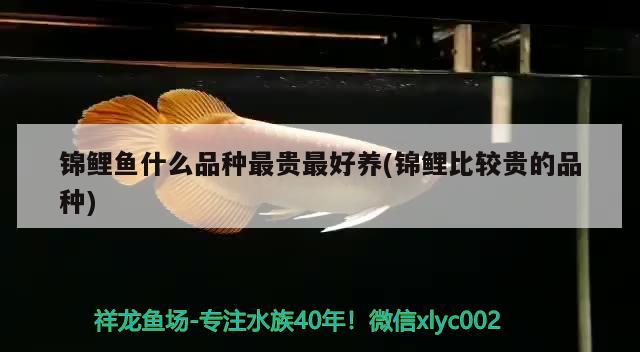 錦鯉魚什么品種最貴最好養(yǎng)(錦鯉比較貴的品種) 魚缸定做