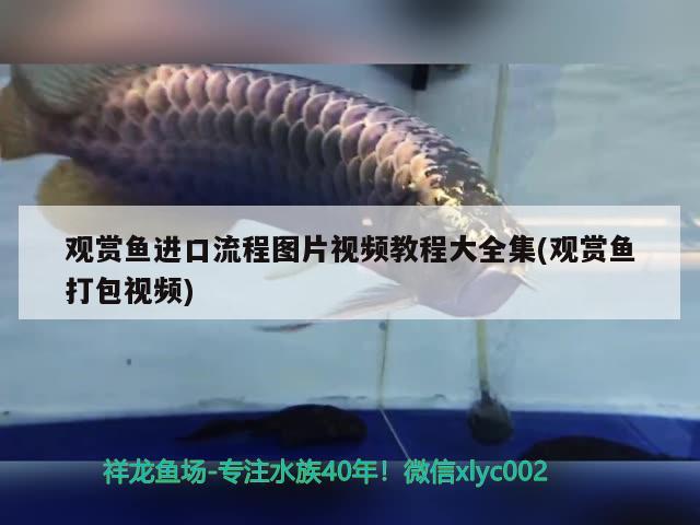 觀賞魚進(jìn)口流程圖片視頻教程大全集(觀賞魚打包視頻) 觀賞魚進(jìn)出口