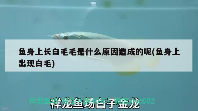 魚身上長白毛毛是什么原因造成的呢(魚身上出現(xiàn)白毛) 蘇虎苗（蘇門答臘虎魚苗）