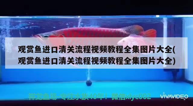 觀賞魚進(jìn)口清關(guān)流程視頻教程全集圖片大全(觀賞魚進(jìn)口清關(guān)流程視頻教程全集圖片大全) 觀賞魚進(jìn)出口