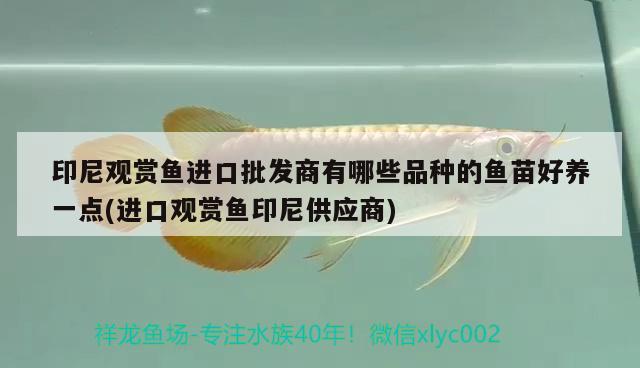 印尼觀賞魚進口批發(fā)商有哪些品種的魚苗好養(yǎng)一點(進口觀賞魚印尼供應商) 觀賞魚進出口