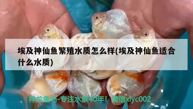 埃及神仙魚繁殖水質(zhì)怎么樣(埃及神仙魚適合什么水質(zhì)) 埃及神仙魚